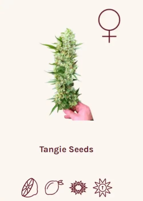 tangie auto