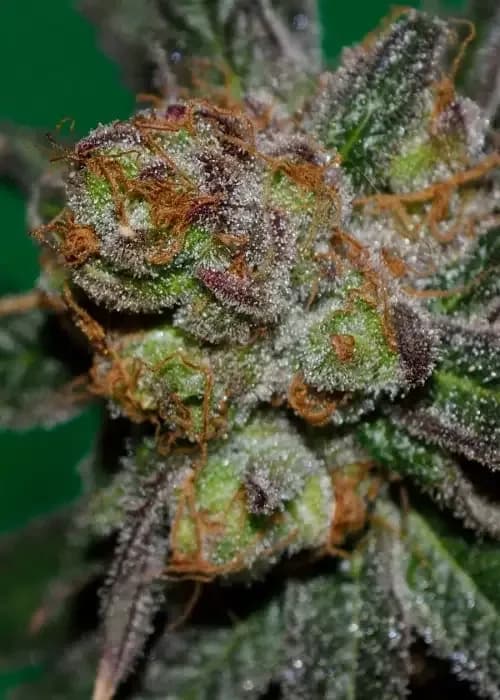 Grape Lime Ricky
