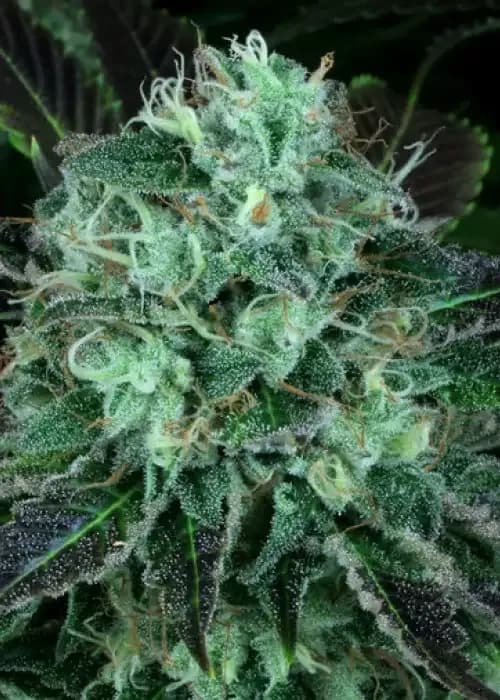 darkstar