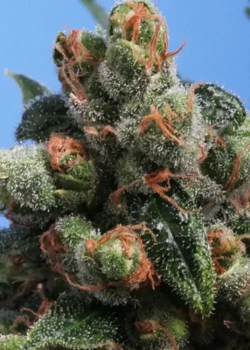 sage n sour