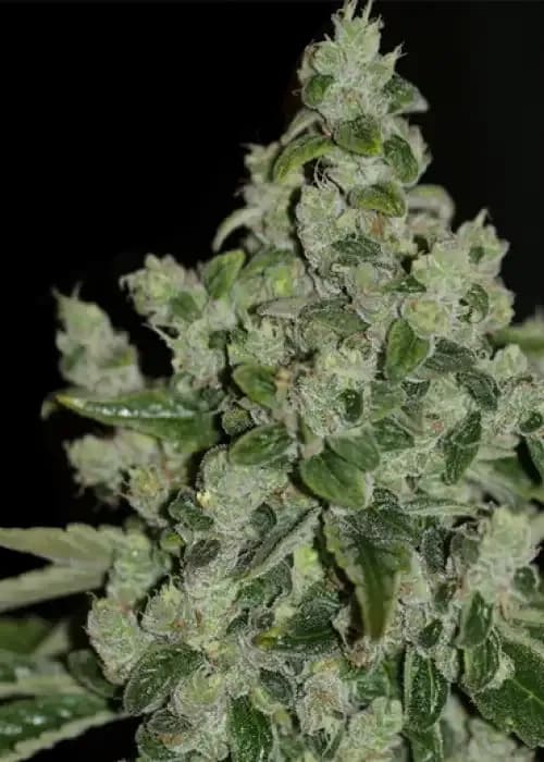 ultrasour
