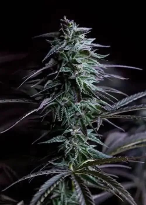 Thc Bomb