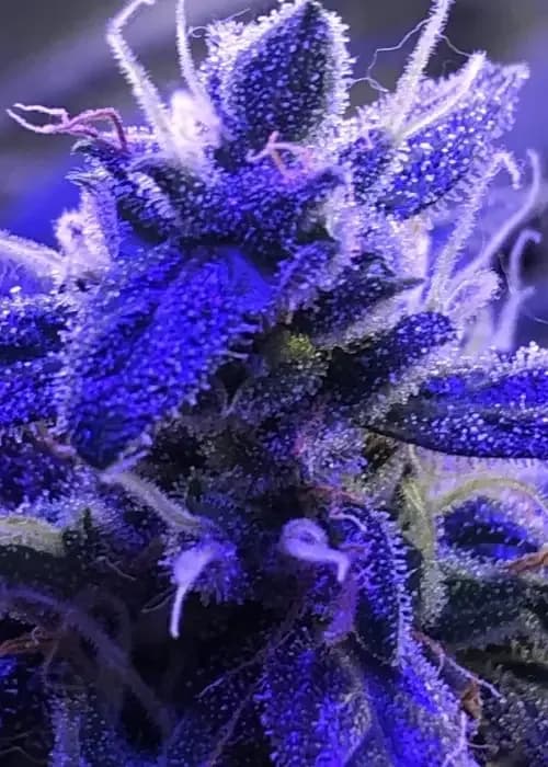 Black Domina Auto