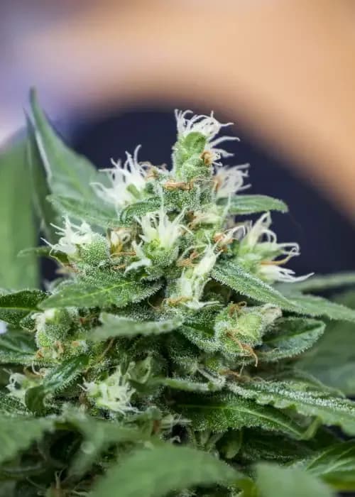 Blueberry Auto
