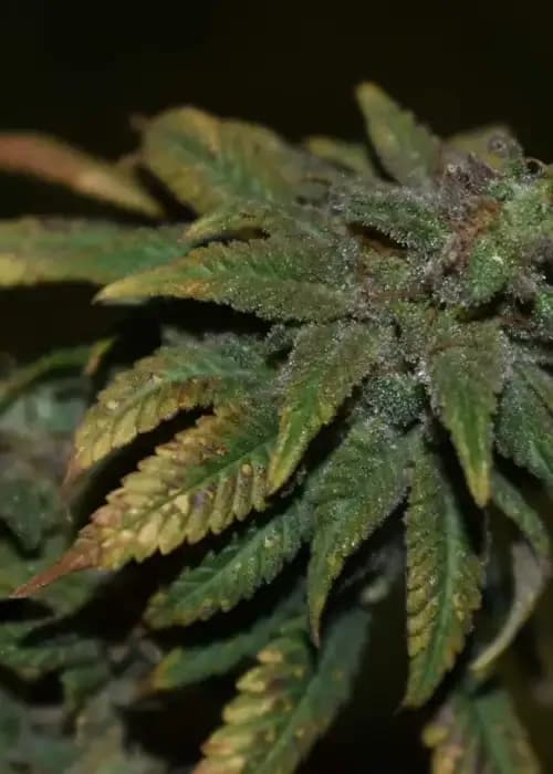 Zkittlez