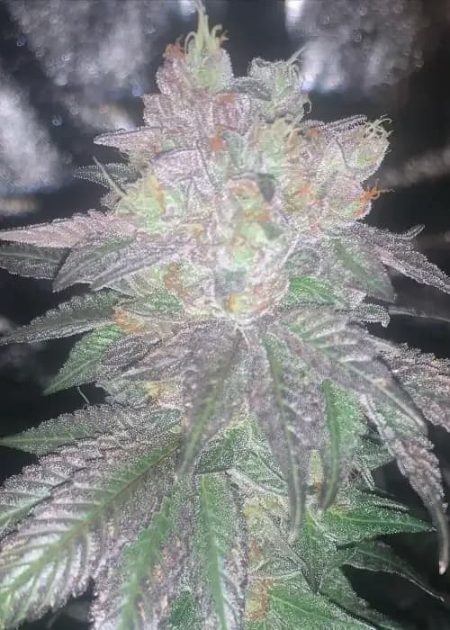 tyrian kush