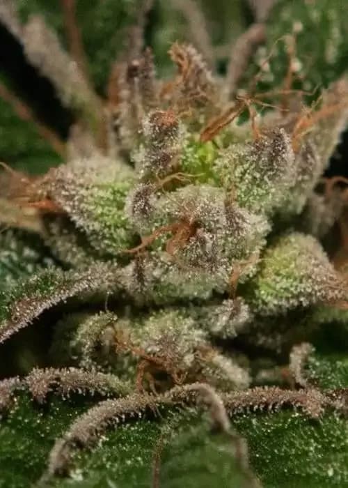 Bubblegum Kush