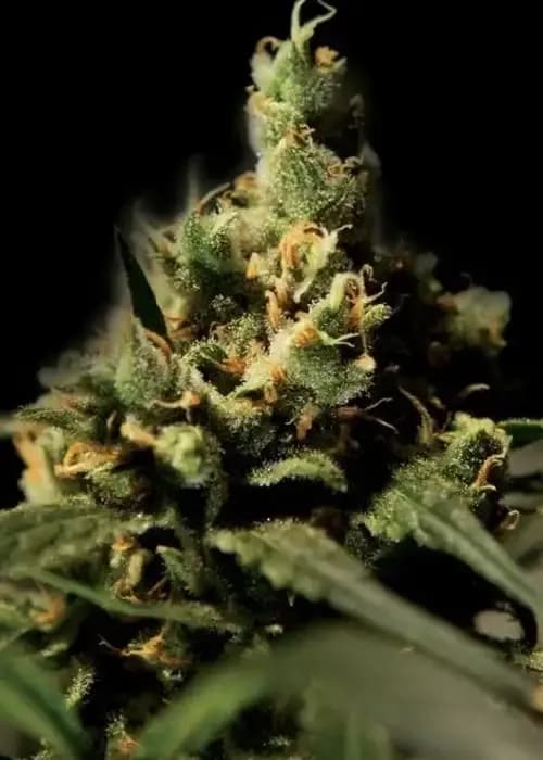 Citral Skunk
