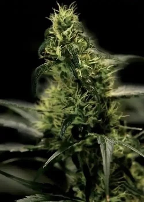Energy Haze