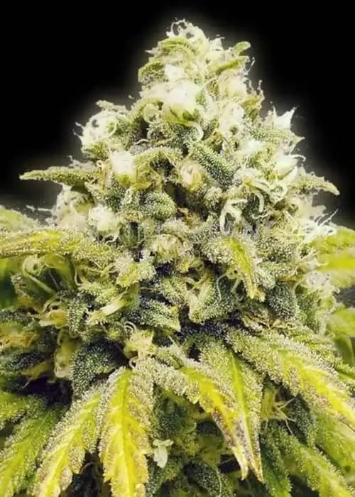 Original Afghan