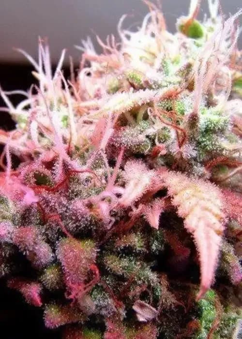 Strawberry Ice