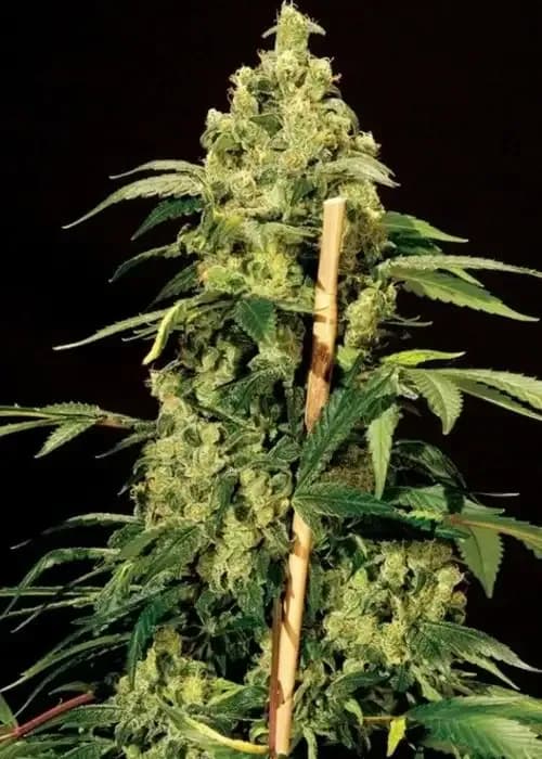 TB Lemon Haze Auto