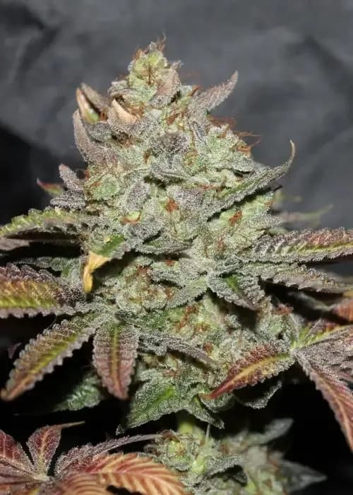 Alien Bubba