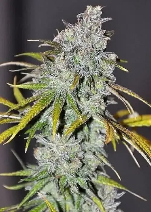 Blue Dream Haze