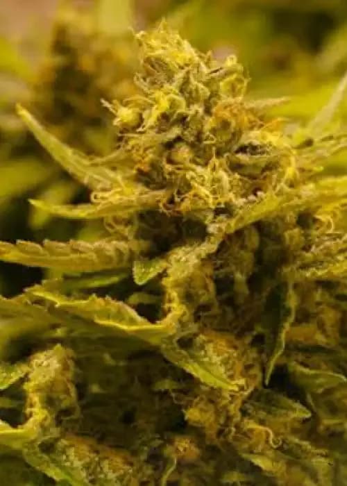 CBD OG