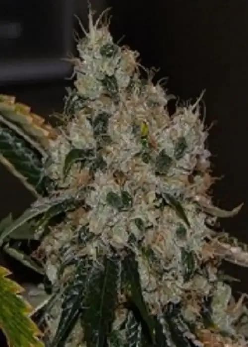 Chem 91 Sk Va