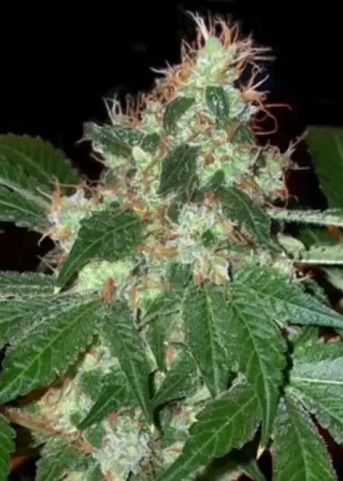 Chem Valley Kush