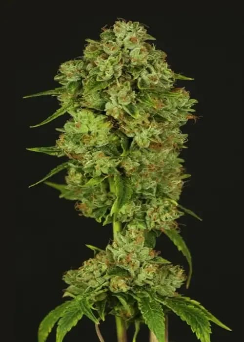 Casey Jones