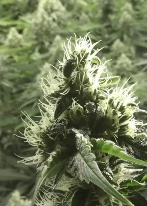 rollex og kush