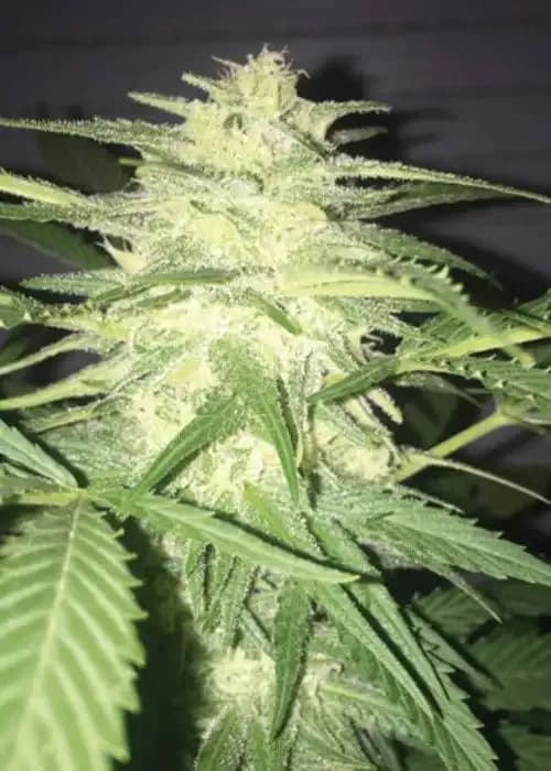 mass kush