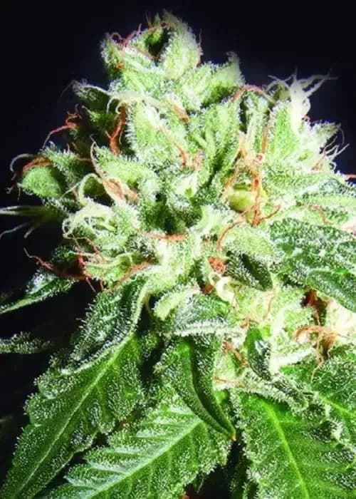 og cheese