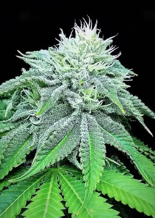 Strawberry Mangonana