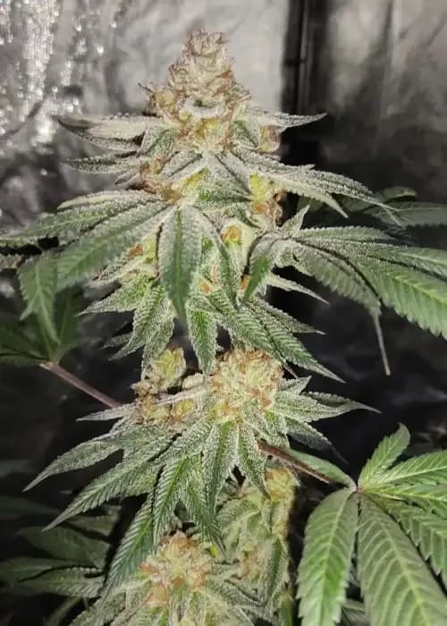 zk fruit