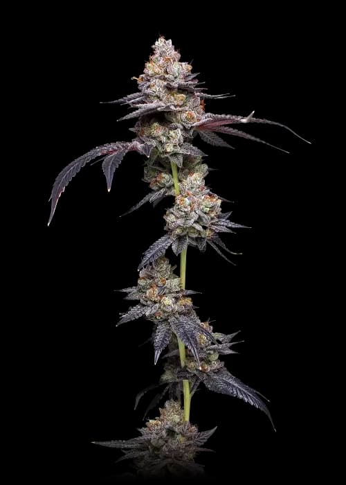 thin mint