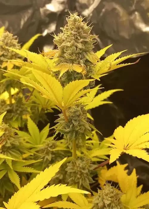 Pearly White F2
