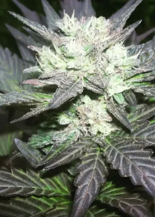 auto tao blueberry