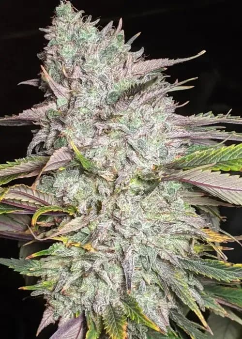 Trizkit Auto