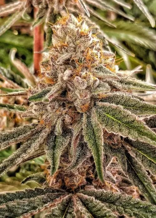 Velvet Pie F2