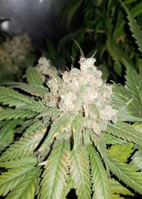 auto caramelino