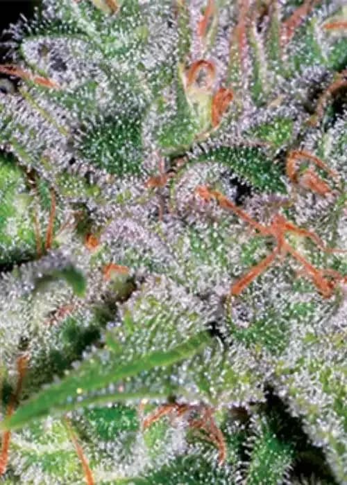 doctor jamaica
