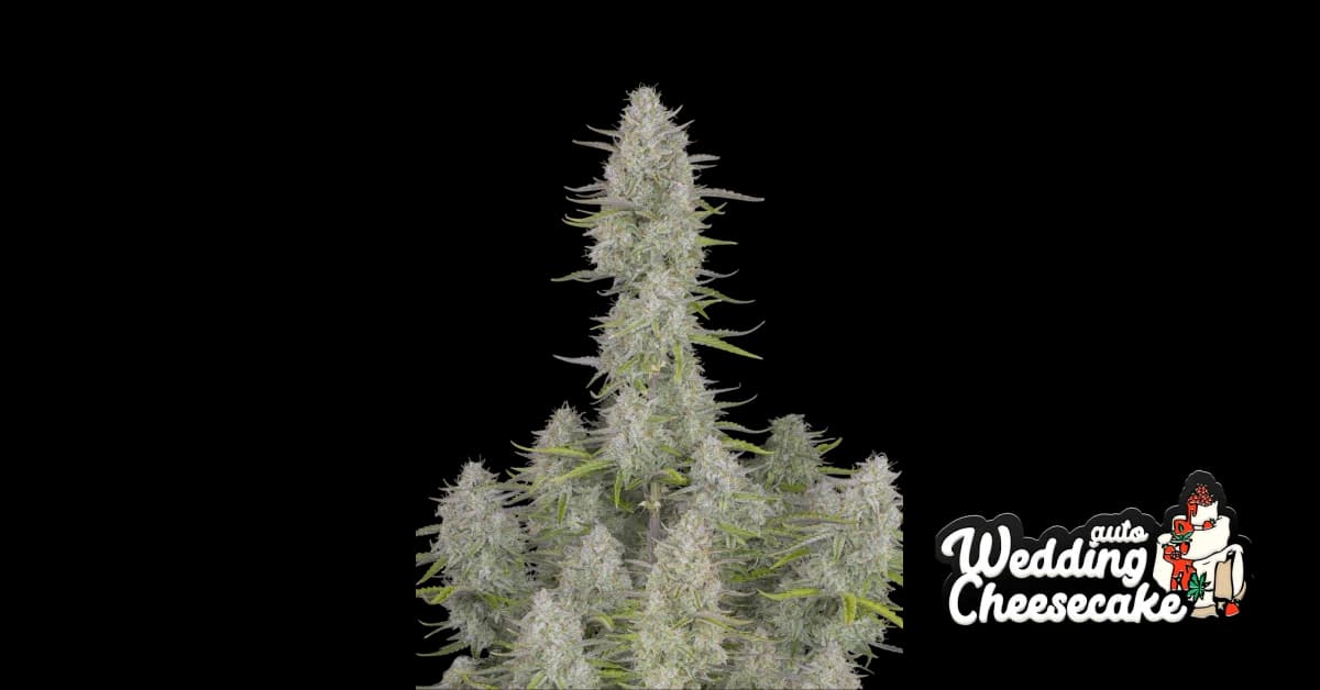 wedding cheesecake auto