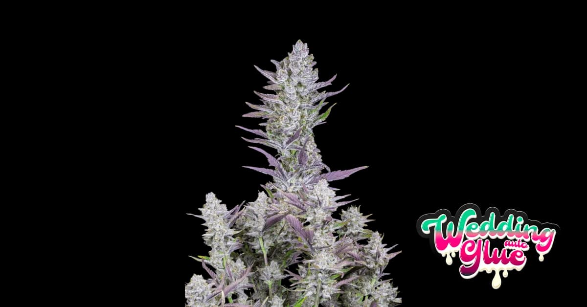 wedding glue auto