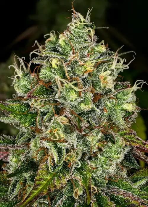Gelato White