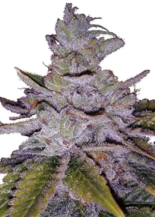 White Rhino Auto