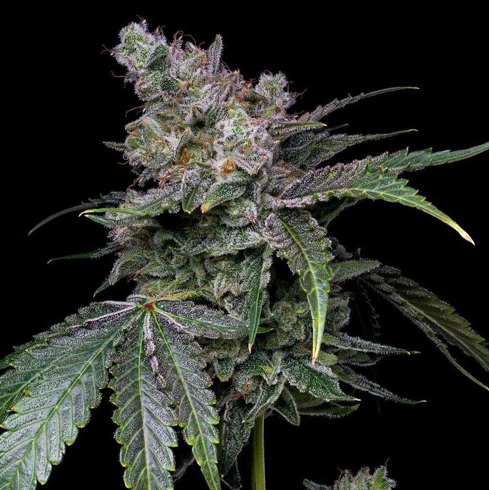 white russian