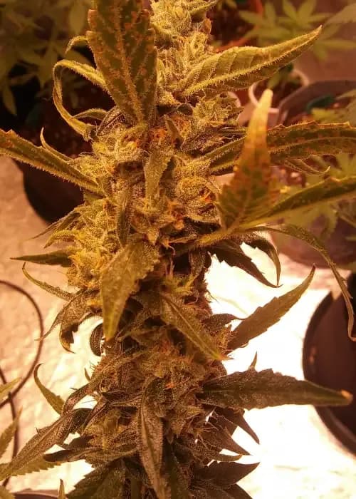 white widow auto