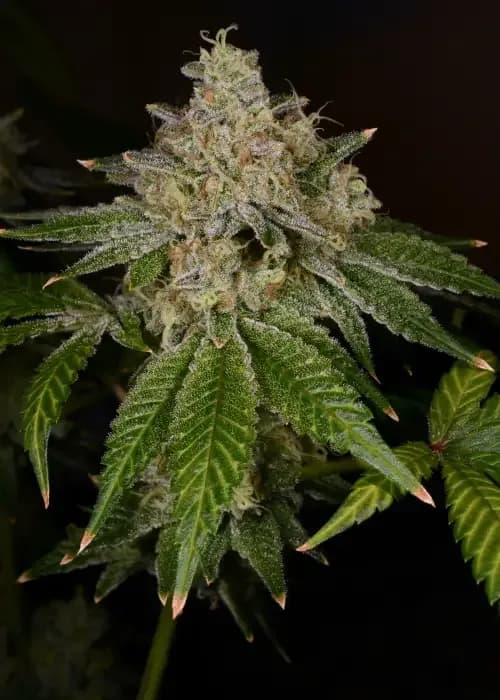 yellow fruit stripe