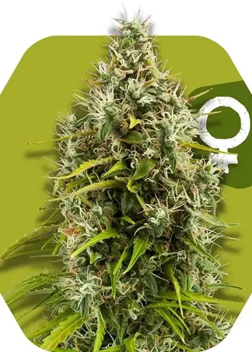 pineapple express