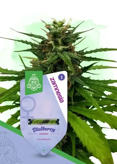 blueberry