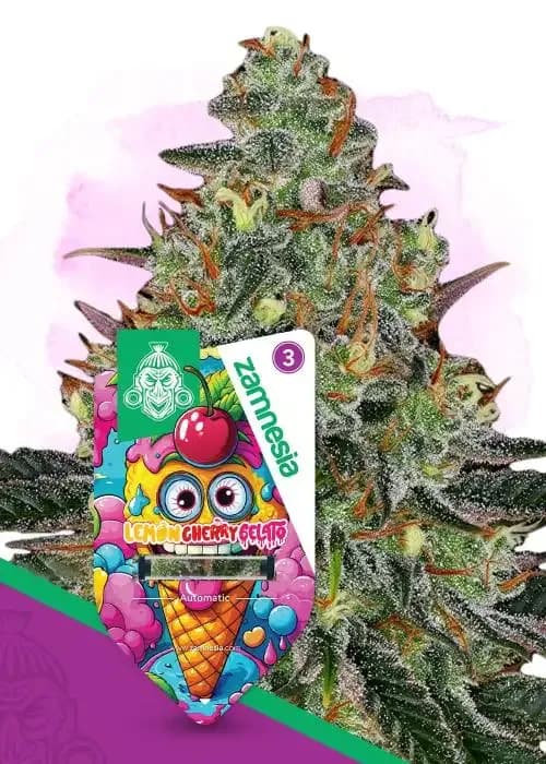 gelato automatic