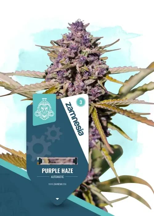 purple haze automatic