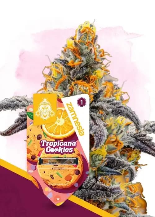 tropicana cookies