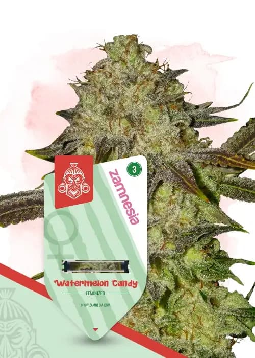 watermelon candy