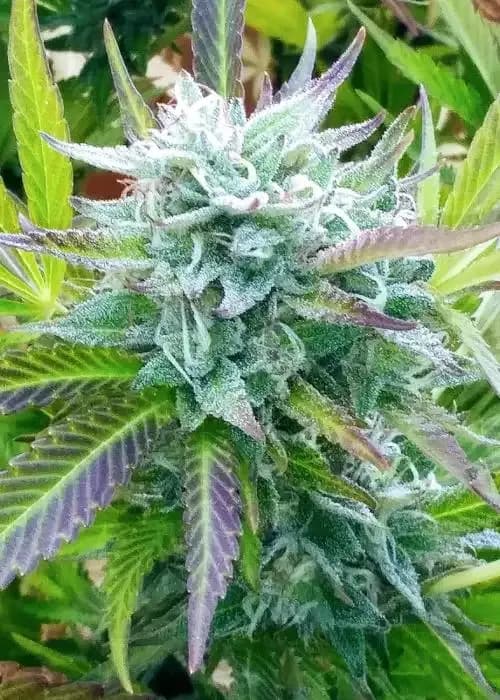 zkittlez
