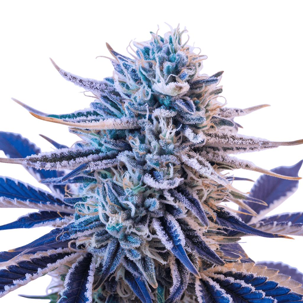 blue gelato