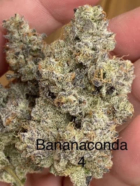 bananaconda
